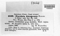 Puccinia astragenes image